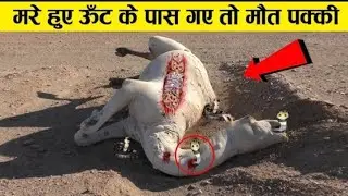 क्यों मरा हुआ ऊँठ इतना खतरनाक होता है why camel is not good for people ! earth adventure in Hindi