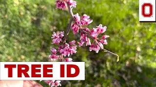 Tree ID: Eastern Redbud