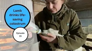Life-saving colostrum given to a newborn lamb