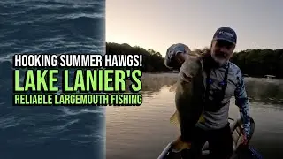 Hooking Summer Hawgs! Lake Lanier's Reliable Largemouth Fishing