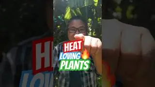 Heat Loving Plants!