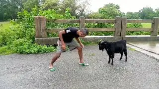 goat and man fight | बकरी और इंसान के बीच झगड़ा हुआ है #shortvideo #short videoviral #sbkmvlog