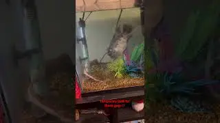 #hybrid #catfish #flowerhorn #flowerhornfish #fish #aquarium #aquariumfish #video #fishtank