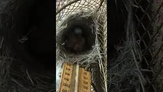 Baby Birds Hatching