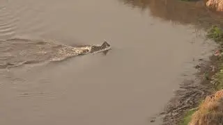 Lion hunt from the sky...the ultimate view.