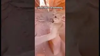 Я спасла лисенка от пумы! 🦁😱 (Дождитесь конца)