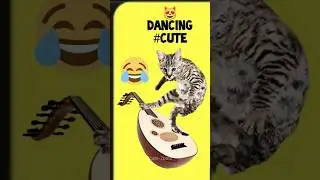 kitten playing with toys and music #funny #BabyCat #MusicFun #CuteKitten #Shorts #cat #funny #kitten