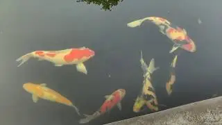Cleaning Koi Pond Filtration