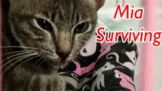 Fighting Calicivirus. A Deadly Cat Virus. lily ivo