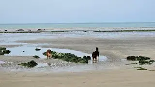 Roadtrip Frankreich Juni 2025 - Sotteville sur Mer (10)