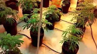ebb n gro cannabis