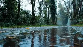 Cinematic Video ( Rain & Forest ) || No COPYRIGHT ( 4 K )