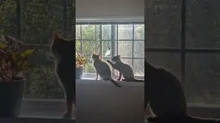 Эта кошка была к этому совершенно не готова 😹🐾