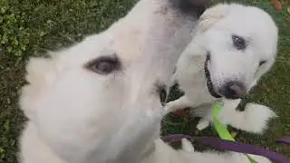 Minerva & Juno walk well on leash, and sit on command!