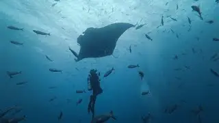 Scuba Diving in Revillagigedo Islands | Socorro