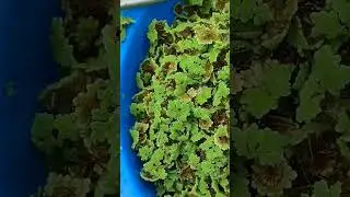 Alternative feed #livestock #poultry #naturalfarming #organic #farming #shortvideo