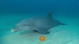 Nature: Coral reef of Honduras