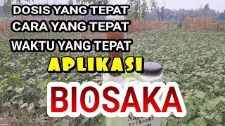 DOSIS. CARA DAN WAKTU APLIKASI BIOSAKA YANG TEPAT