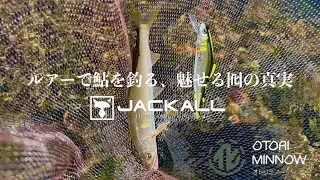【柳瀬川アユイング】Jackall〝OTORI ミノー〟を使ってみました！