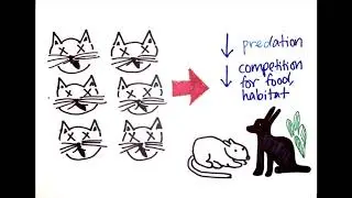 #SolveDifferent - Ferrel Cats - Rachel and Cate