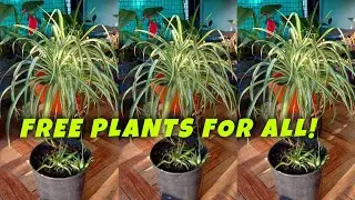 Free Plants for All! Learn How to Propagate Your Spider Plant with Layering! (Watch Now!)