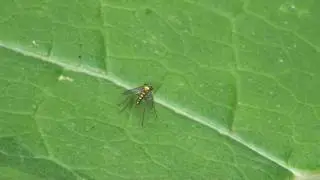 Long-legged Fly (Dolichopodidae: Condylostylus) on Leaf