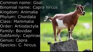 Scientific name of Goat// Scientific classification: Goats