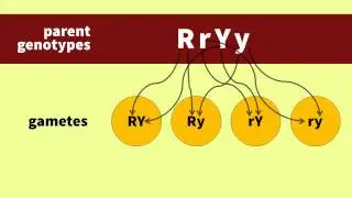 Modern Look at Mendel's Experiment - Part 2