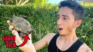 Pulling MASSIVE Tick off Tortoise!!!
