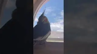 Window Watching #birds #pets #love #cute #animals #birb #fyp #pikachu #chill