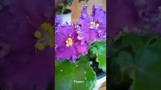 Фиалки. 17.07.2022. сорта Форвард. Улыбка Авроры. Ромео - спорт.  King,s Ramson.