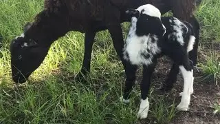 Little lamb outside for the first time
