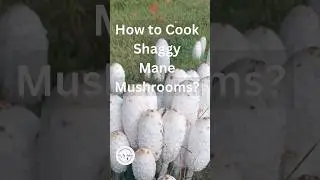 How to Cook  Shaggy Mane Mushrooms? #recipe