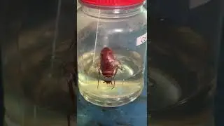 Cockroach In Biology Lab