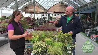 Brightening Up Your Garden During Winter | The Kerry Garden Show