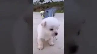 OMG #cute #puppy #dog #birds #viral #trending #beautiful #love #pets #friends #subscribe #animals