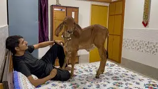 Gir calf playing inside home, gir cow&rsquo;s calf on swing, gir calf on bed playing in home