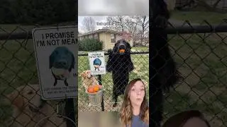 Nervous dog makes friends using a bucket of tennis balls 🥺