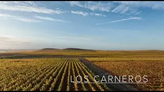 Eleven Eleven Vineyards | Los Carneros