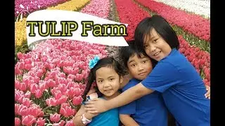 Tulip Farm Open Day Tour | Edendale, New Zealand