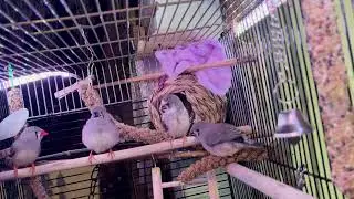 purebreds finch route 2099