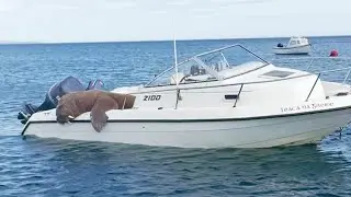 Wally The Walrus Lies In Boat On Irish Shore