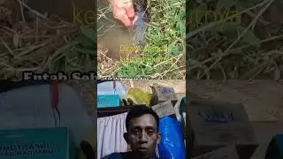 #mancingbelutbabon nariknya sampai ngos ngosan