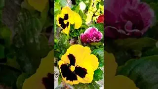pansy flower #nature #shorts