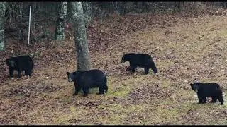 Black Bear Family Eating Hickory Nuts