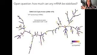Designing 'Superfolder' Thermostable mRNA Therapeutics - Hannah Wayment Steele