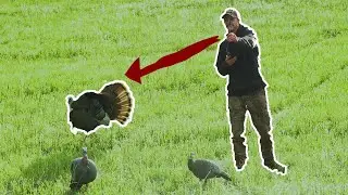GIANT GOBBLER at 10YDS!! what could go wrong?????