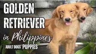 Golden Retriever Price Philippines