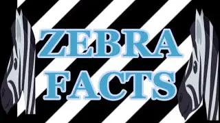ZEBRA FACTS YOU NEED TO KNOW ?