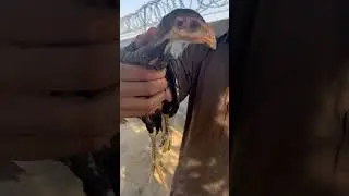 Thai Neck Locker. Black eyes very hard and fast bird. Game #aseel #rooster #murgi #murga #hen